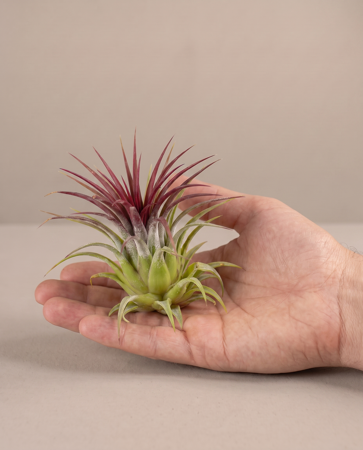 Hand holding a Tillandsia ionantha air plant for scale