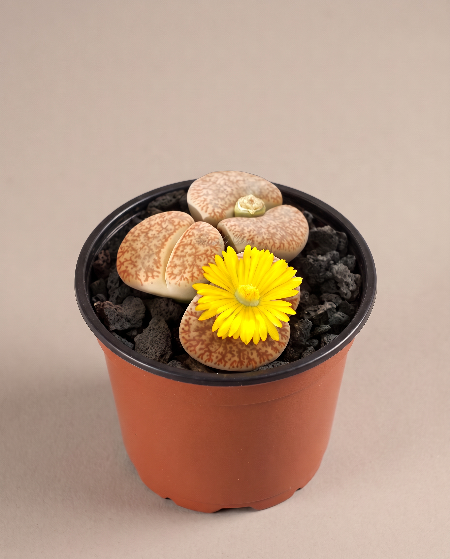 Lithops in a 3.5–4-inch grow pot, three-quarter studio