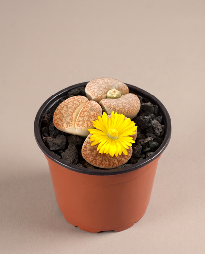 Lithops in a 3.5–4-inch grow pot, three-quarter studio