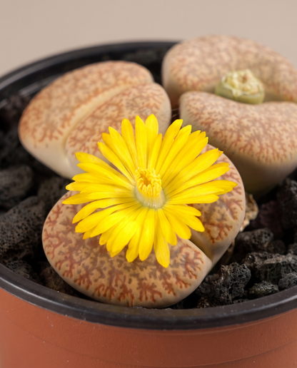 Lithops marbled window and yellow daisy, close-up