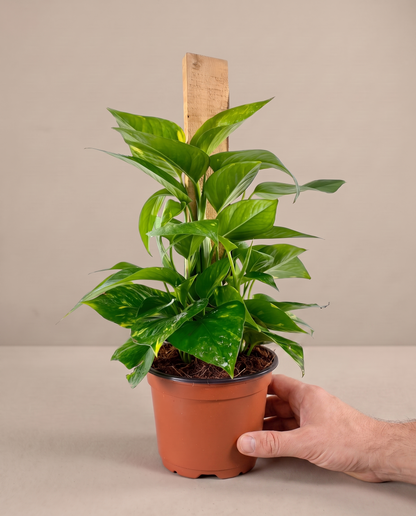 Hand beside a 3.5–4-inch Devil's Ivy in a grow pot