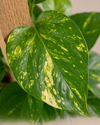 Devil's Ivy golden-splash heart leaf close-up