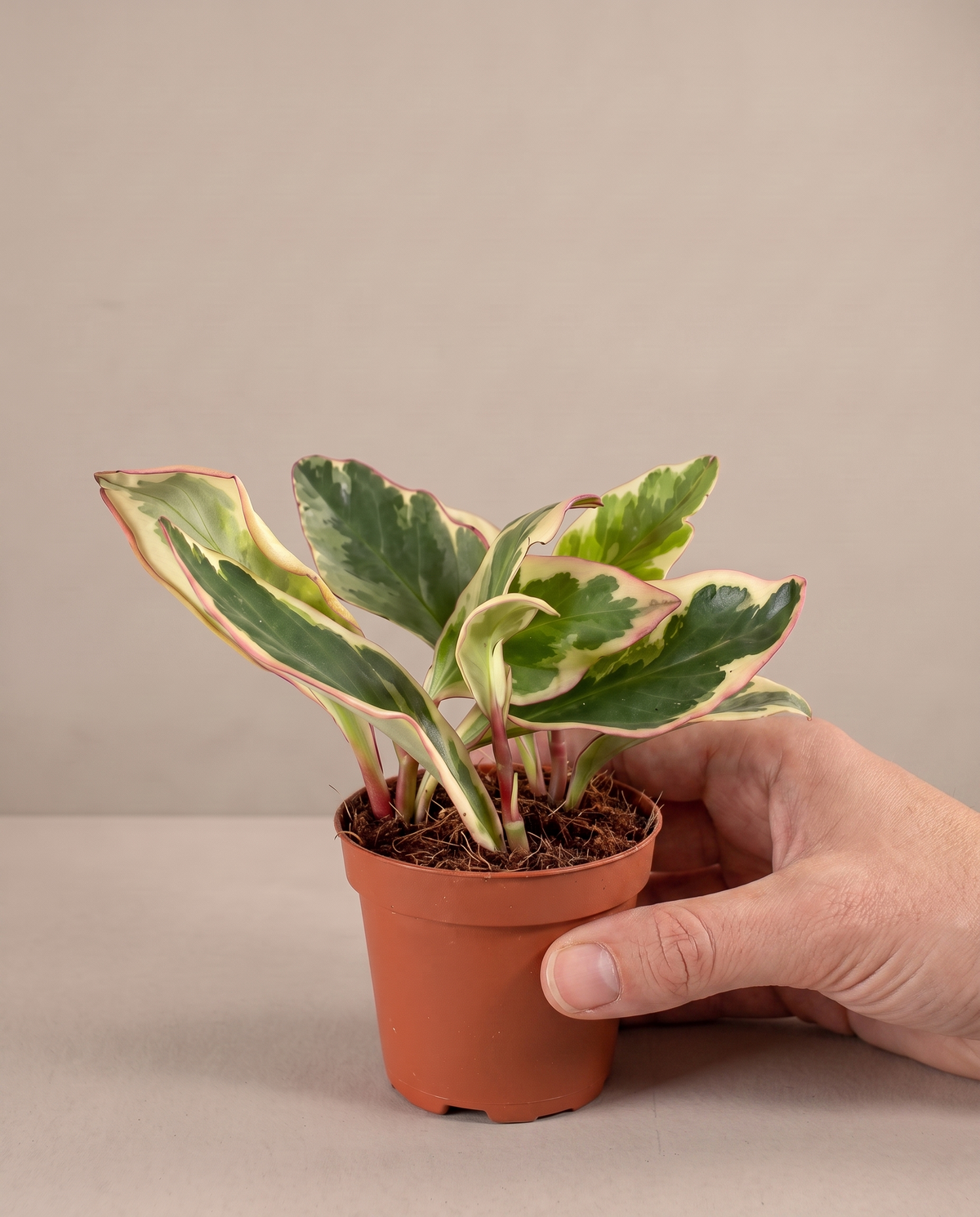 Hand beside a 2.5–3-inch Peperomia tri-color in a grow pot