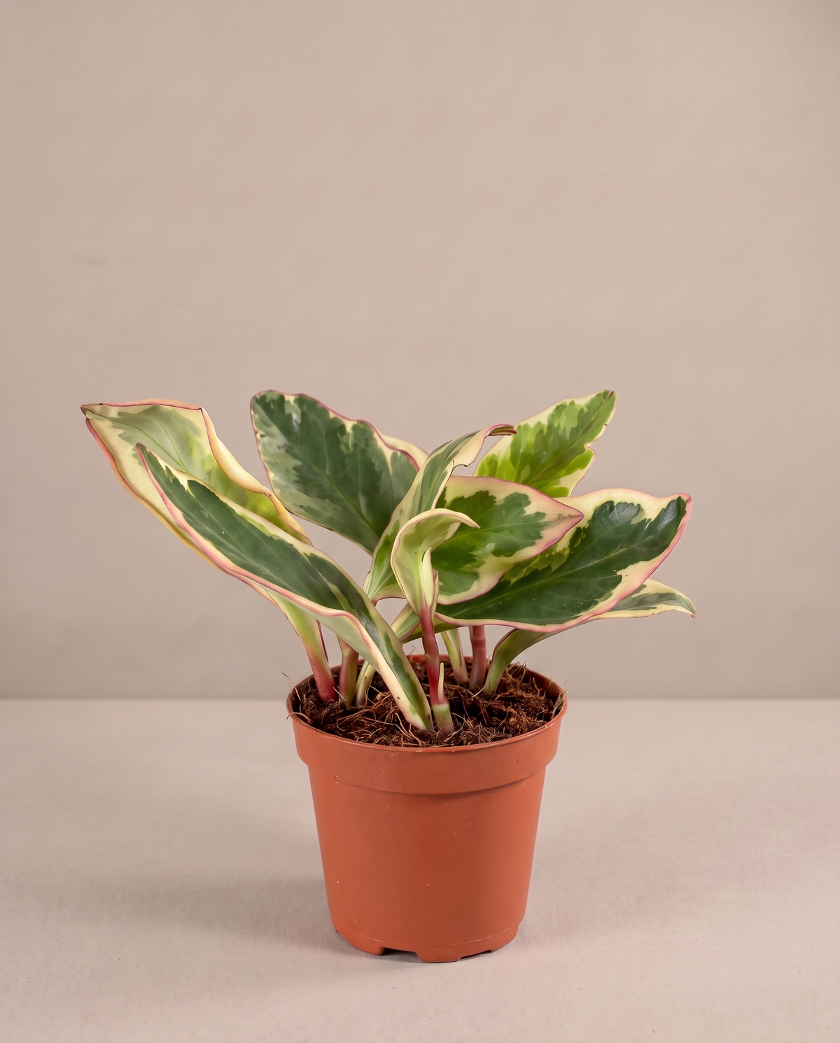 Peperomia tri-color in a 2.5–3-inch grow pot, three-quarter studio