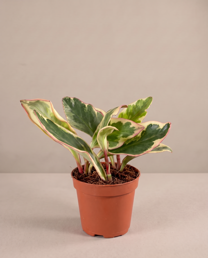 Peperomia tri-color in a 2.5–3-inch grow pot, three-quarter studio
