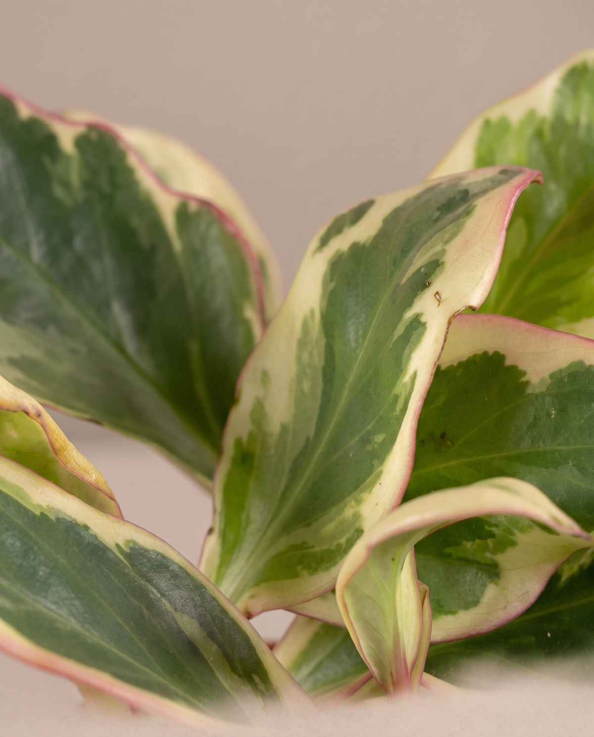 Peperomia tri-color cream-margin leaf close-up