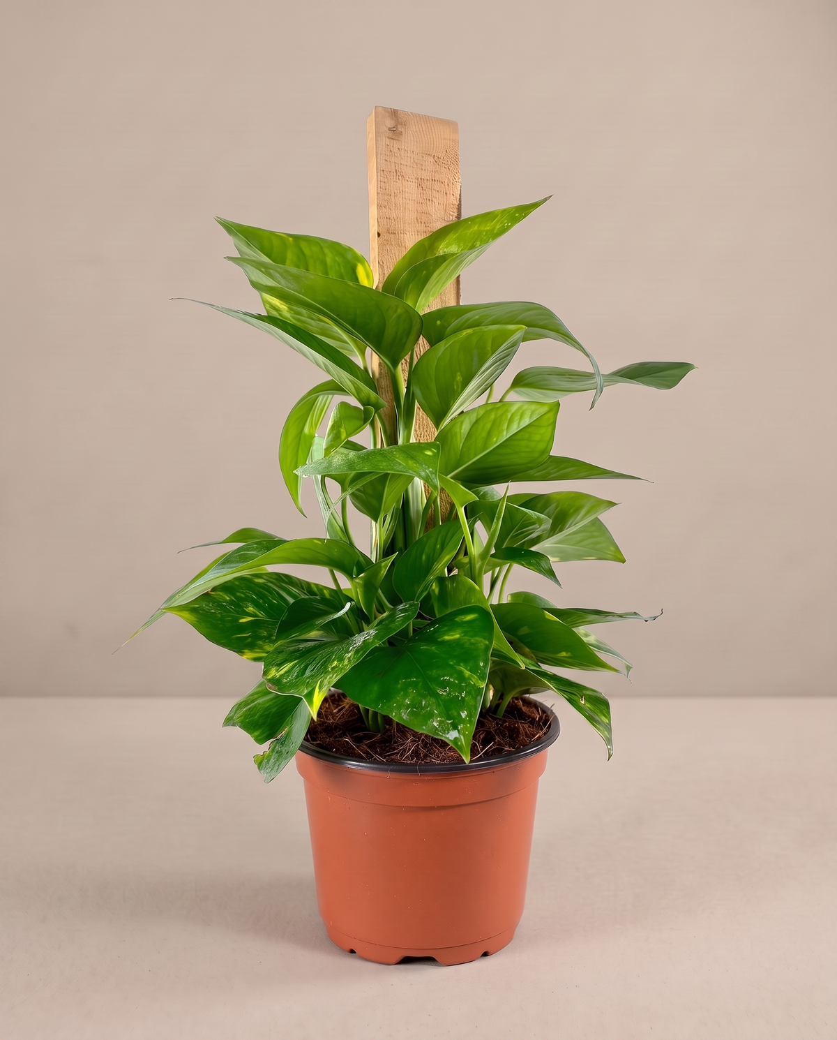 Devil's Ivy in a 3.5–4-inch grow pot, three-quarter studio