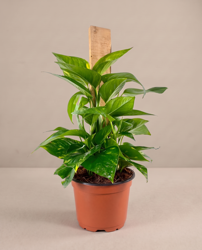 Devil's Ivy in a 3.5–4-inch grow pot, three-quarter studio