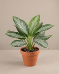 Aglaonema Assorted 6”Grower Pot