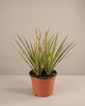 Dragon Tree – Dracaena Marginata Bicolor