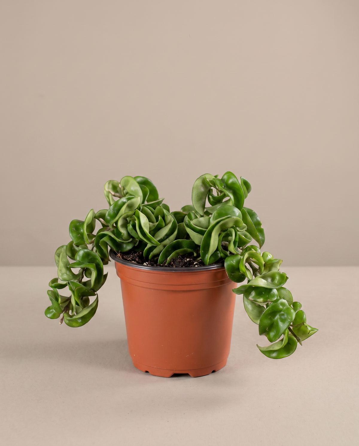 Hoya Hindu Rope in a 6-inch grow pot, studio, curled Compacta leaves