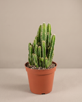 Fairy Castle Cactus – Easy-Care Indoor Cactus