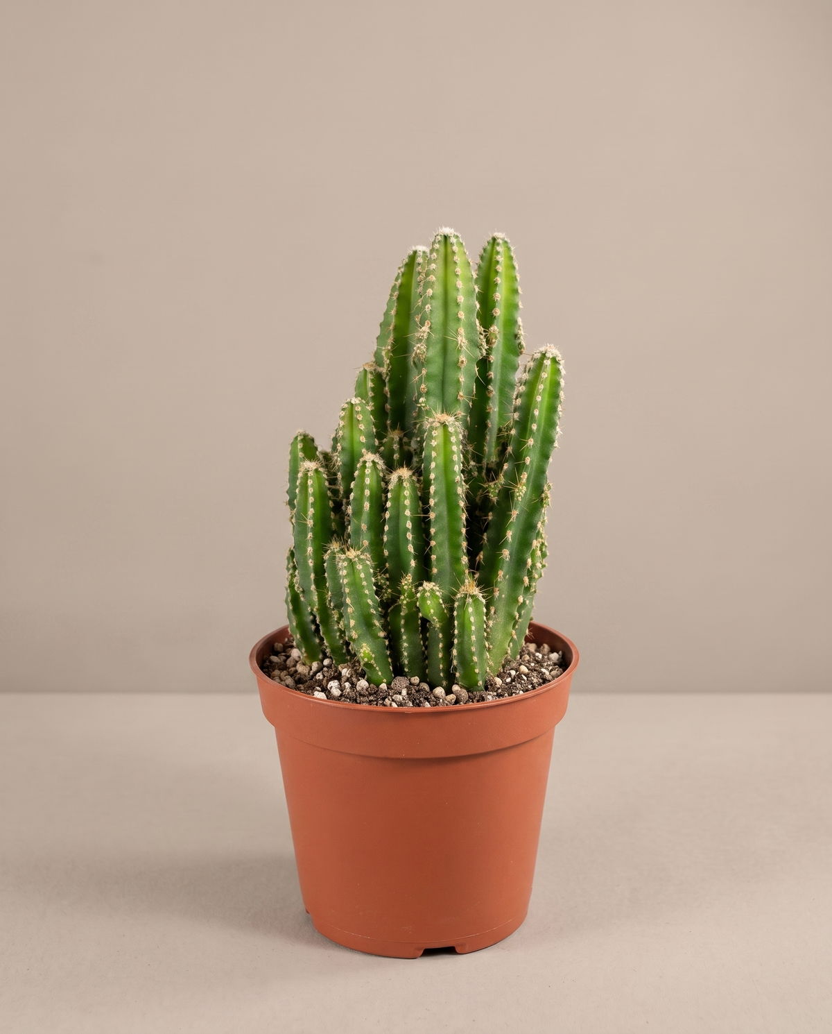 Fairy Castle cactus in a 3–4-inch grow pot, studio, no flowers