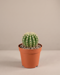 Baby Cactus – Assorted Mini Spikey