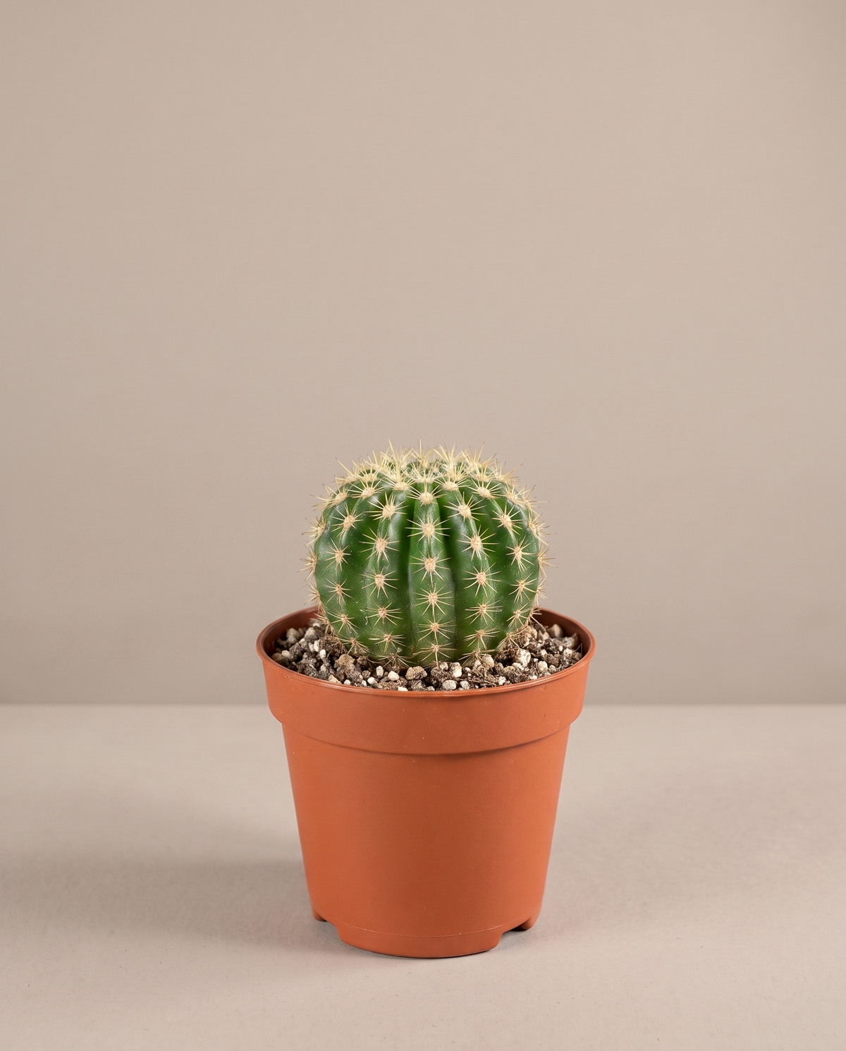 Baby cactus in a 1.5-inch grow pot, studio, single globular