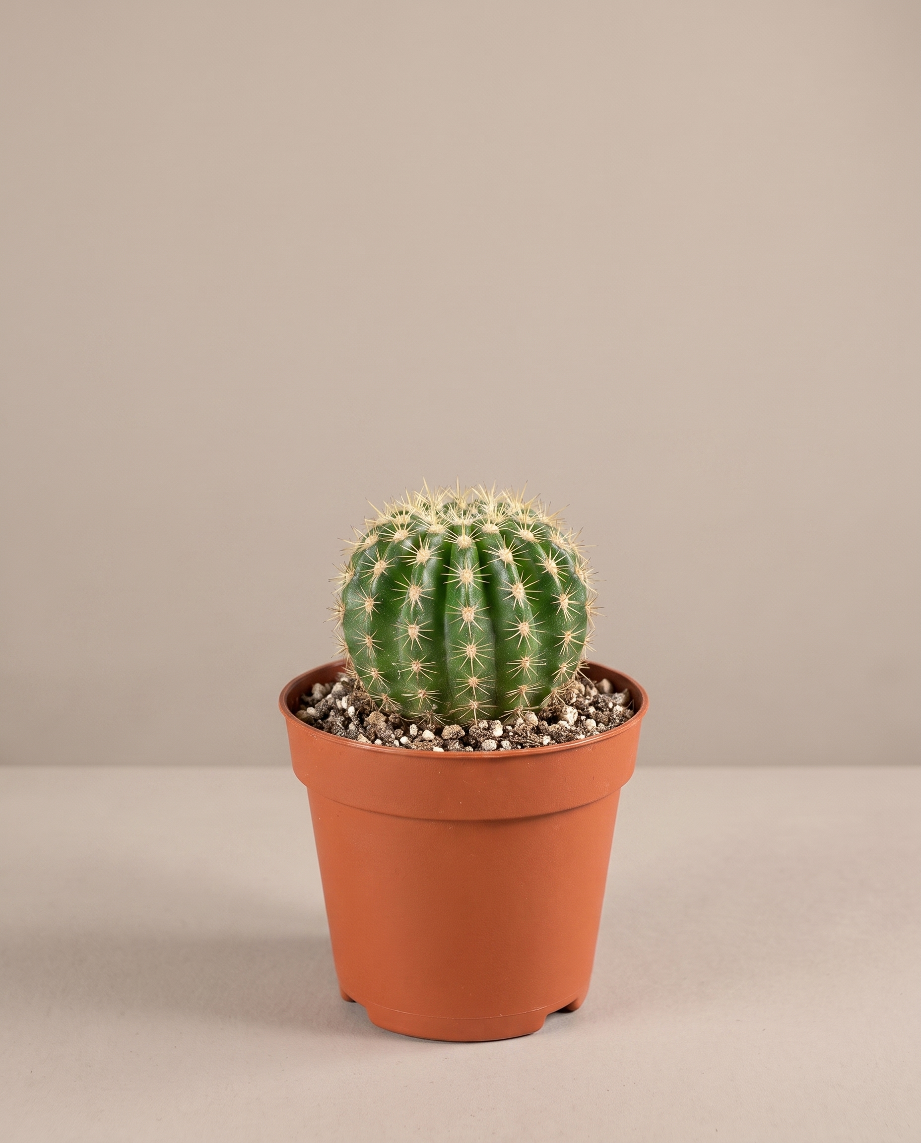 Baby cactus in a 1.5-inch grow pot, studio, single globular