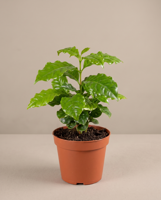 Coffee plant in a 3.5–4-inch grow pot, studio, glossy ruffled leaves