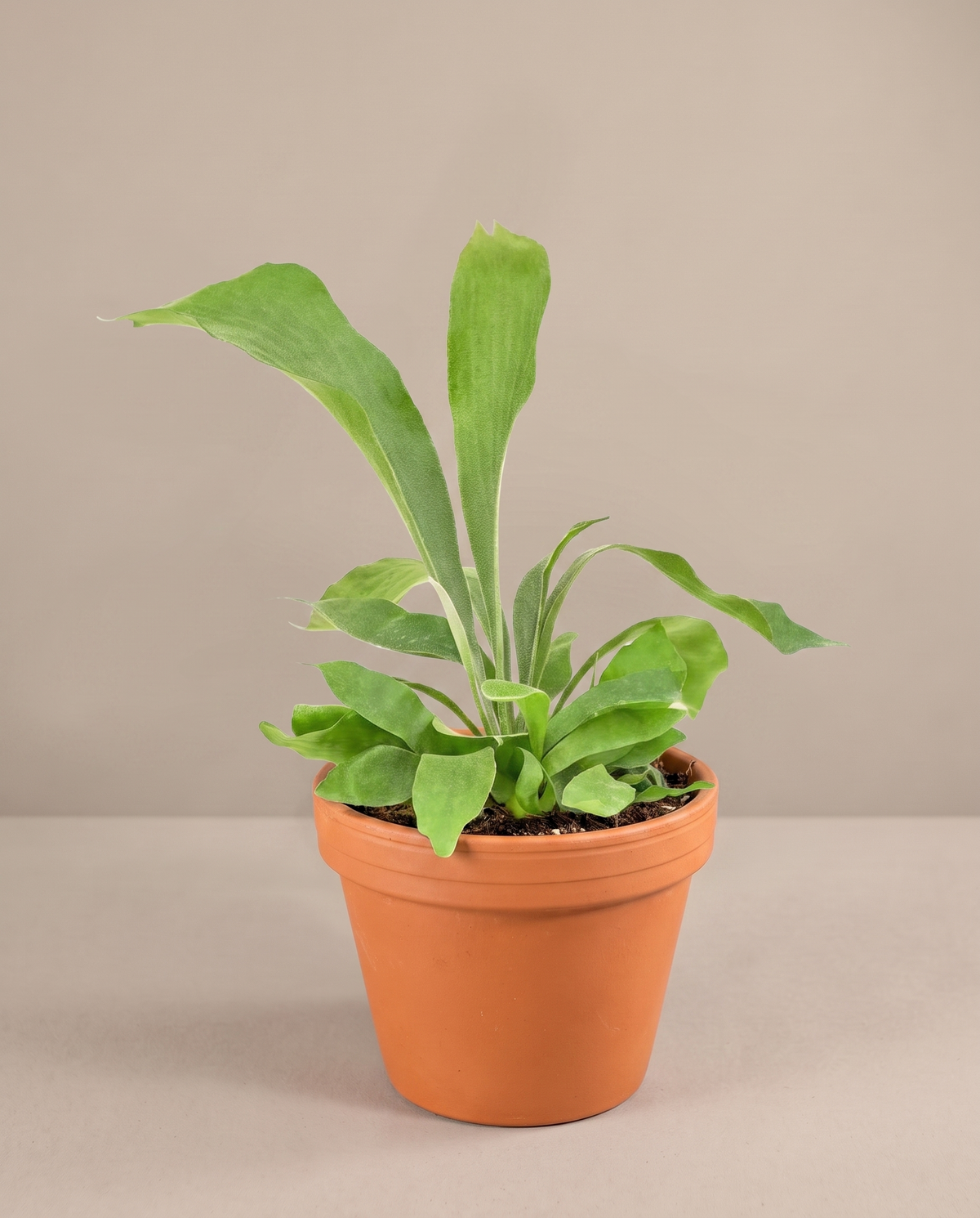 Staghorn fern in a 3.5–4-inch grow pot, studio, potted not mounted