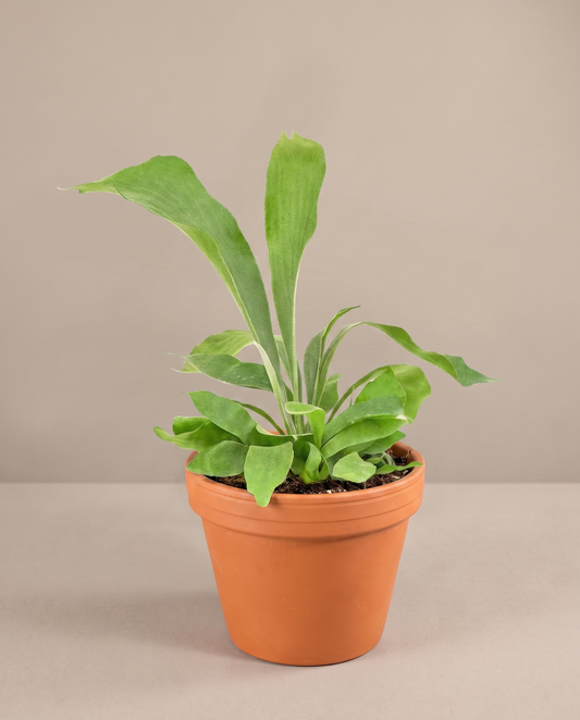 Staghorn fern in a 3.5–4-inch grow pot, studio, potted not mounted