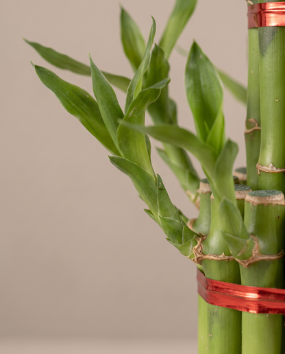 Lucky-bamboo cane nodes and red binding, close-up