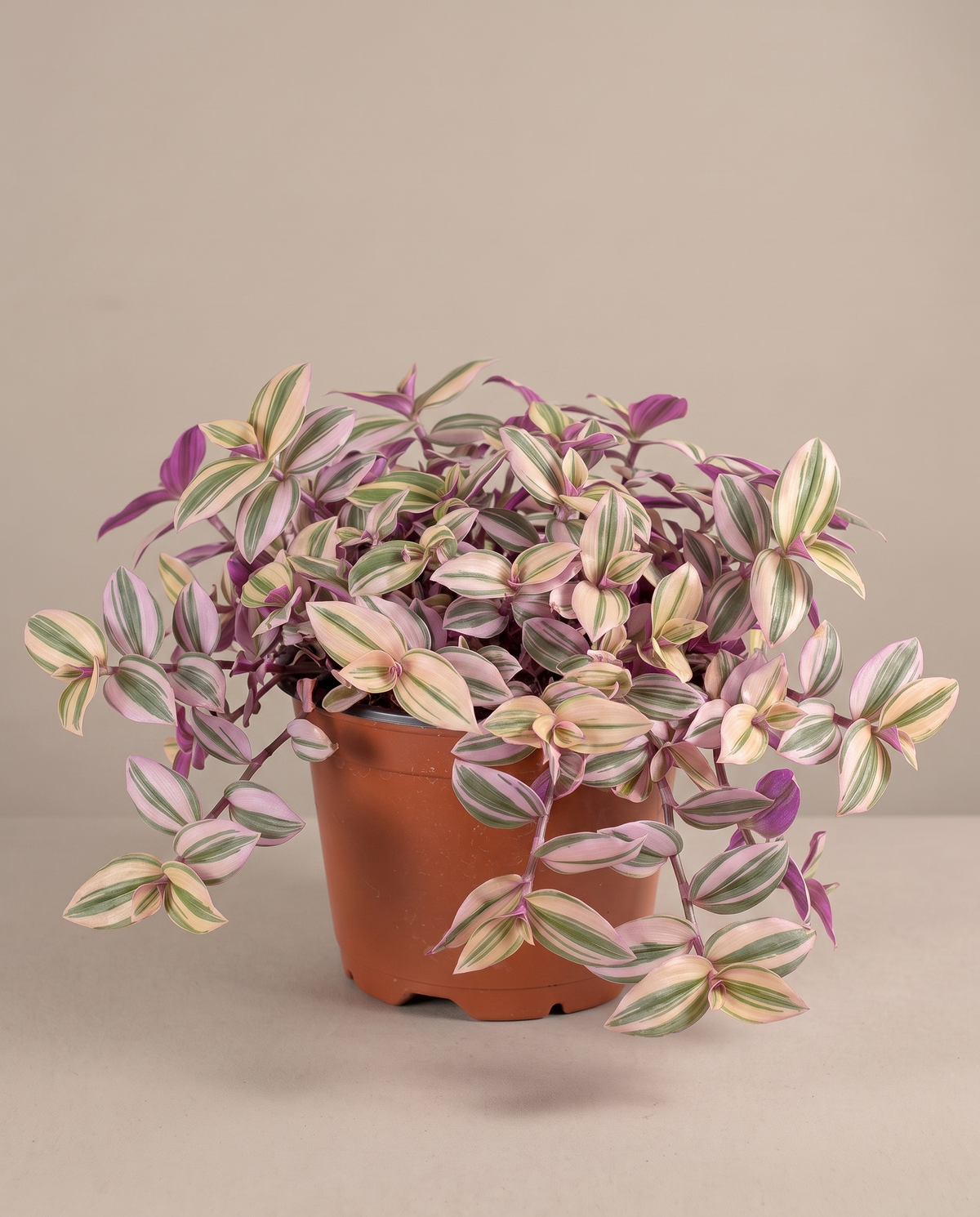 Medium 5–6-inch Pink Panther in a grow pot, studio