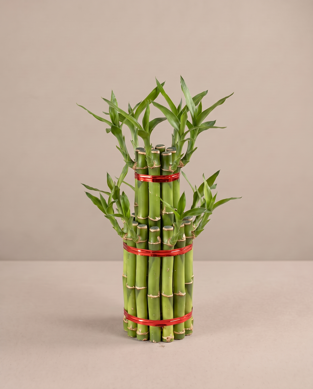 Lucky bamboo cake, 2-layer, three-quarter studio, no vase