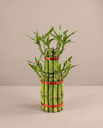 Lucky bamboo cake, 2-layer, three-quarter studio, no vase