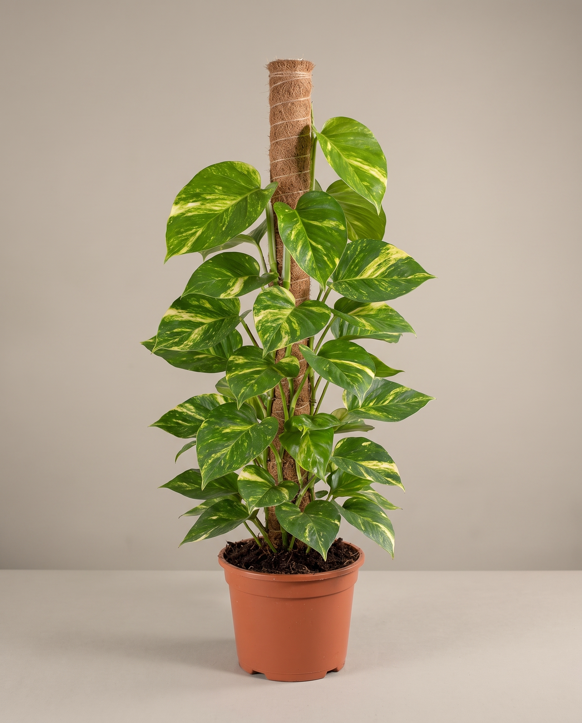 Large 10-inch Devil's Ivy moss-pole totem in a grow pot, studio