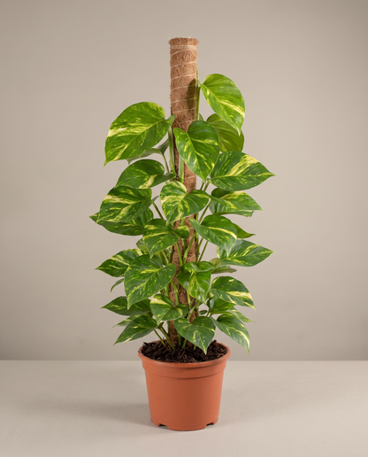 Large 10-inch Devil's Ivy moss-pole totem in a grow pot, studio