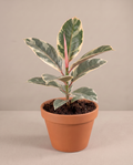 Rubber Tree – Ficus Tineke Variegated