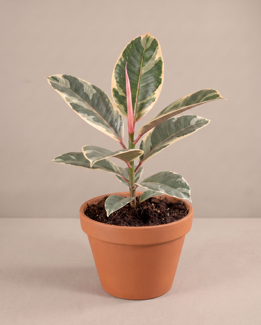Ficus Tineke in a 6-inch grow pot, studio, cream-margin leaves