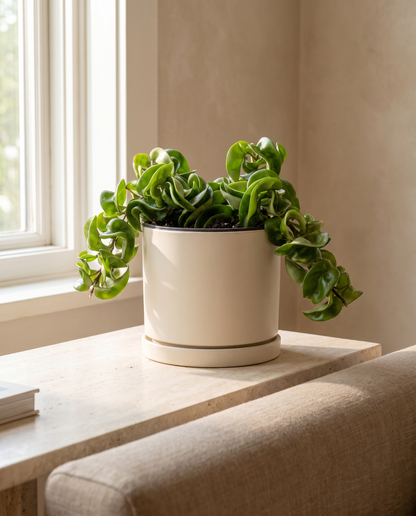 Hoya Hindu Rope in a cream ceramic on a stone side table