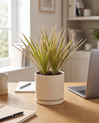 Dracaena Marginata Bicolor in a cream ceramic on a wood desk