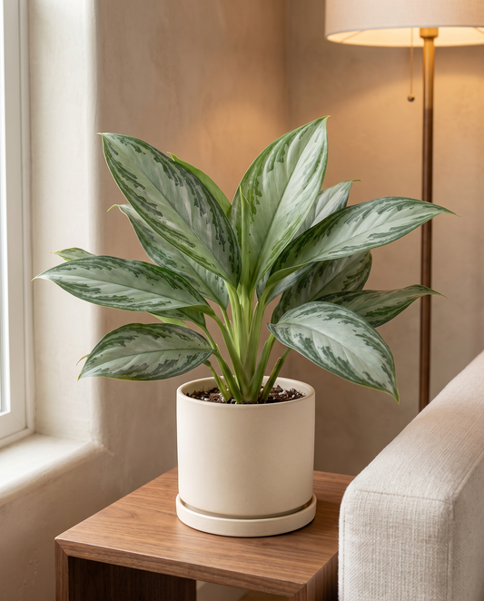 Aglaonema Assorted in a cream ceramic on a wood side table