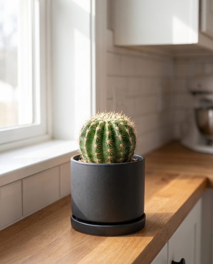 Baby cactus in a charcoal ceramic on a kitchen counter