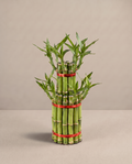 Two/Three/Five Layer Lucky Bamboo Cake – Elegant Indoor Lucky Bamboo Plant for Home & Office Décor (Vase Not Included)