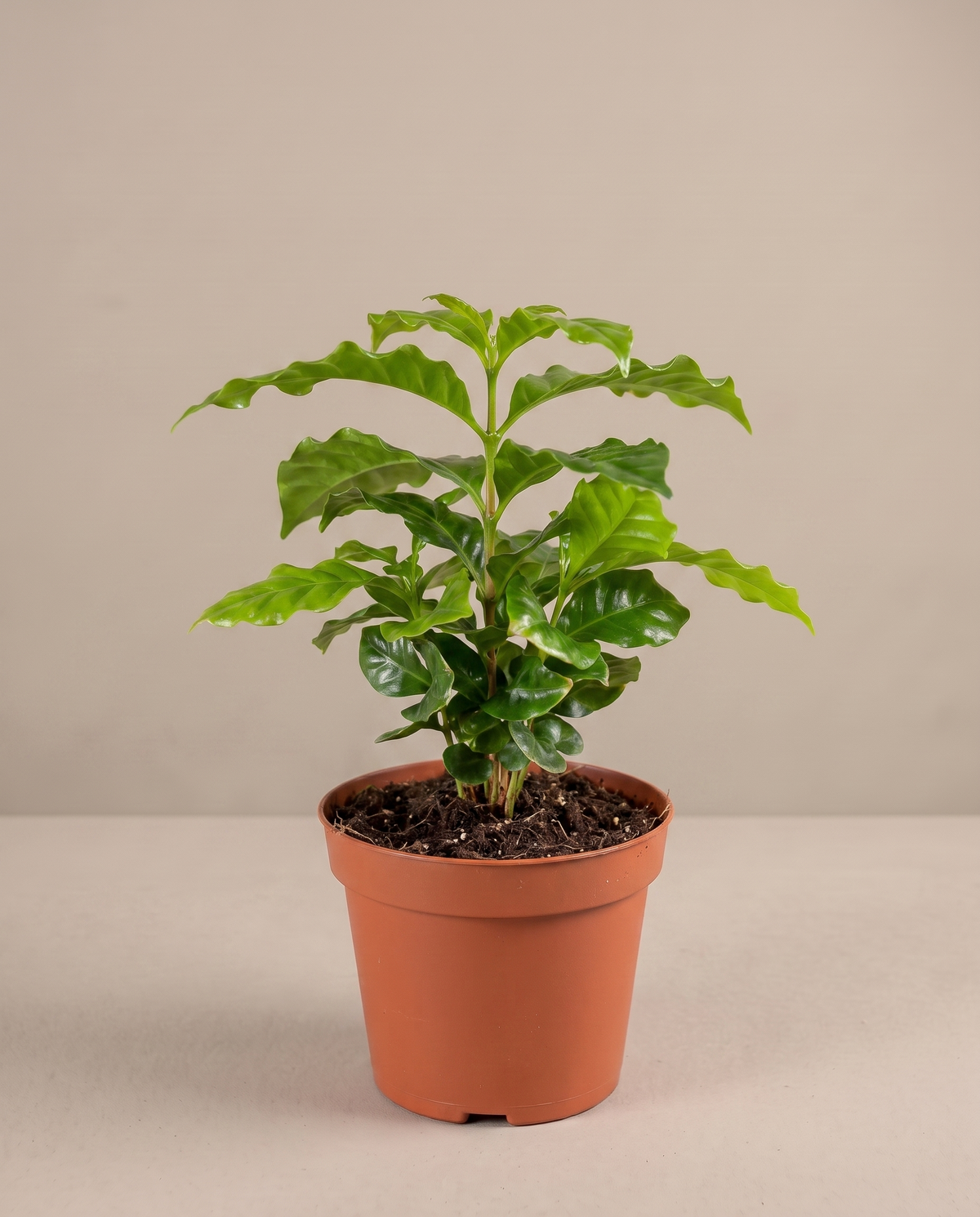 Coffee plant in a 3.5–4-inch grow pot, three-quarter studio