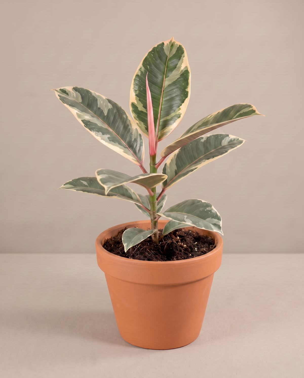 Ficus Tineke in a 6-inch grow pot, three-quarter studio