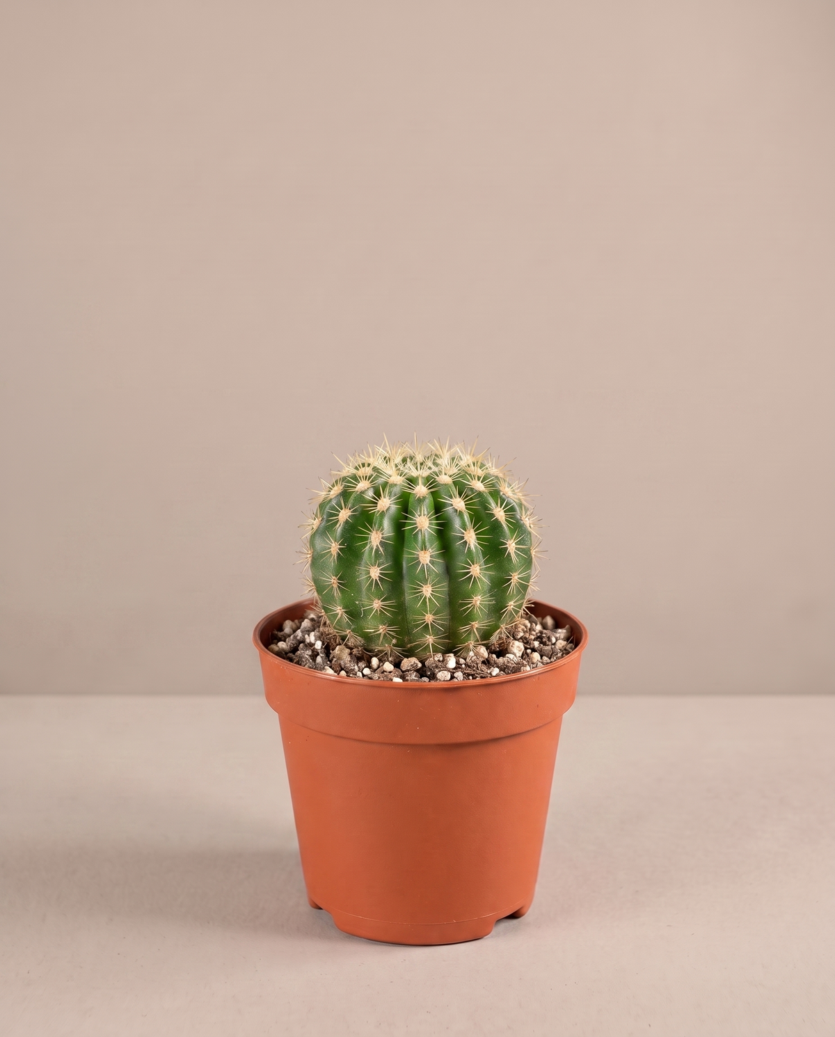 Baby cactus in a 1.5-inch grow pot, three-quarter studio