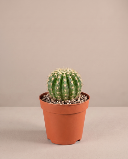 Baby cactus in a 1.5-inch grow pot, three-quarter studio