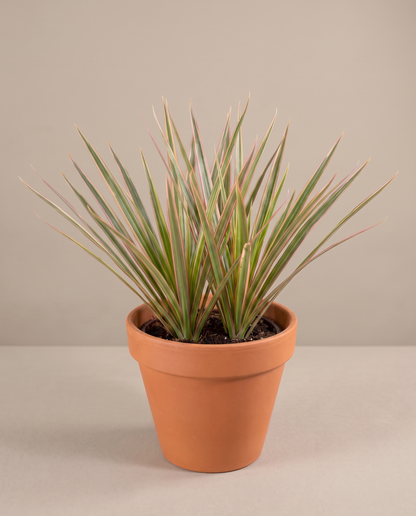 Dracaena Marginata Bicolor in a 3.5–4-inch grow pot, three-quarter