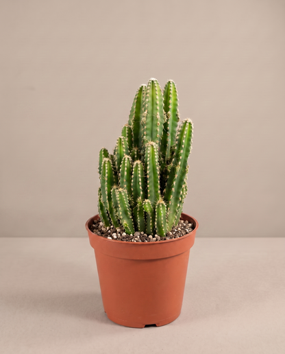Fairy Castle cactus in a 3–4-inch grow pot, three-quarter studio