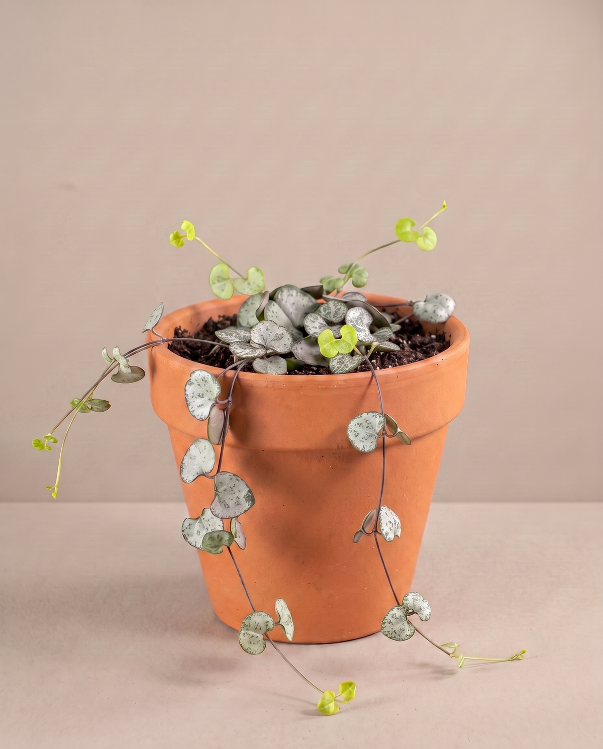 String of Hearts in a 3.5–4-inch grow pot, three-quarter studio