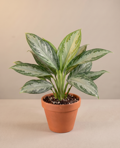 Aglaonema Assorted in a 6-inch grow pot, three-quarter studio