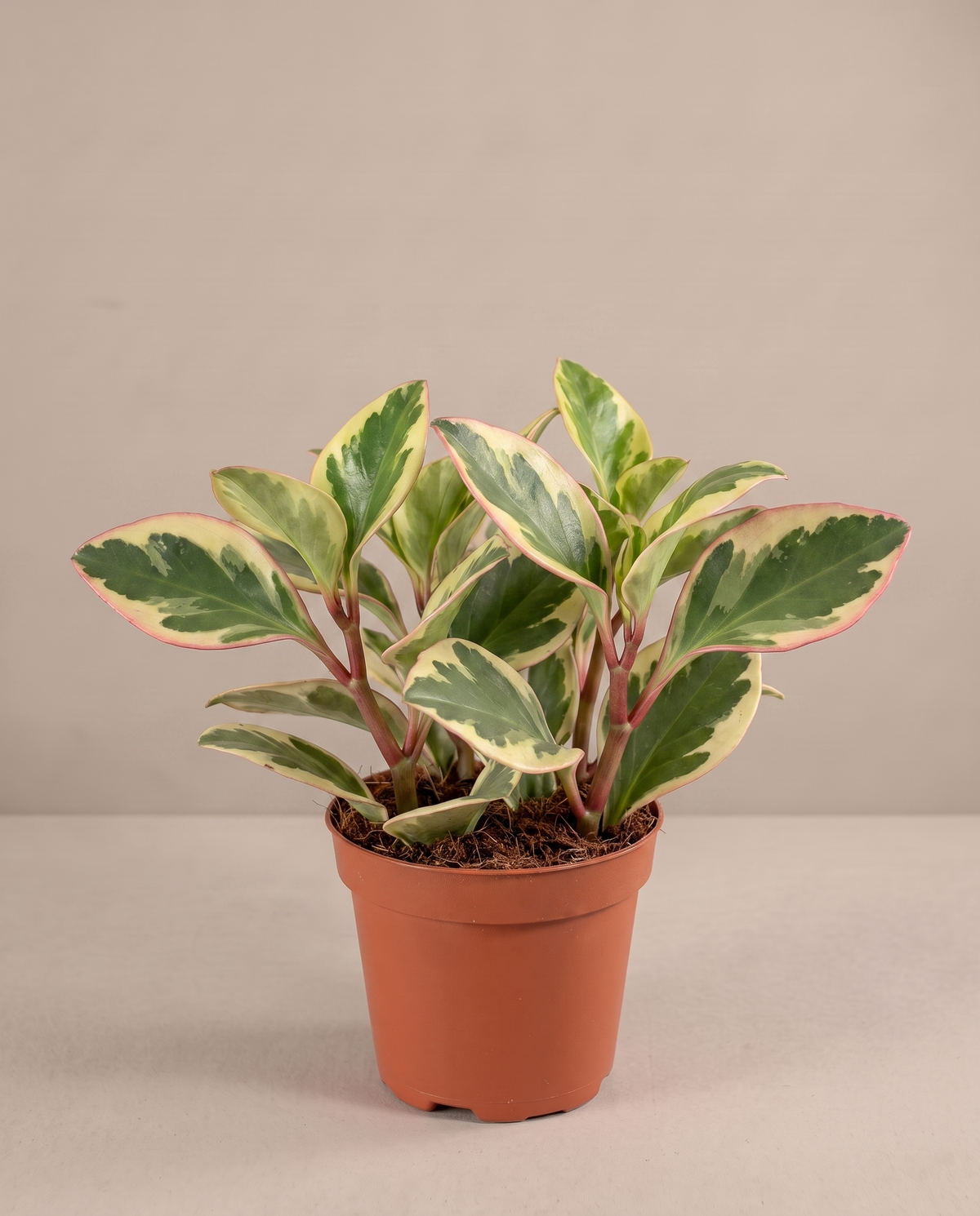 Small 3.5–4-inch Peperomia tri-color in a grow pot, studio