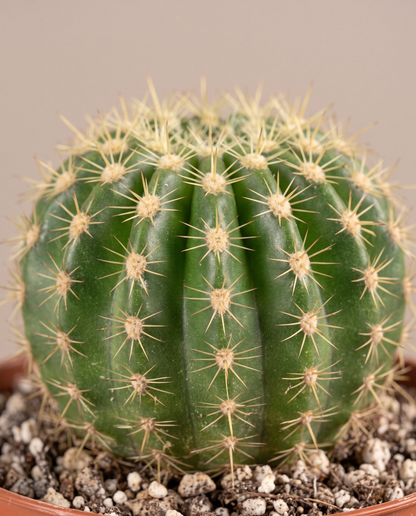 Baby cactus rib and spine close-up