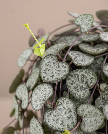 String of Hearts silver-marbled leaf close-up