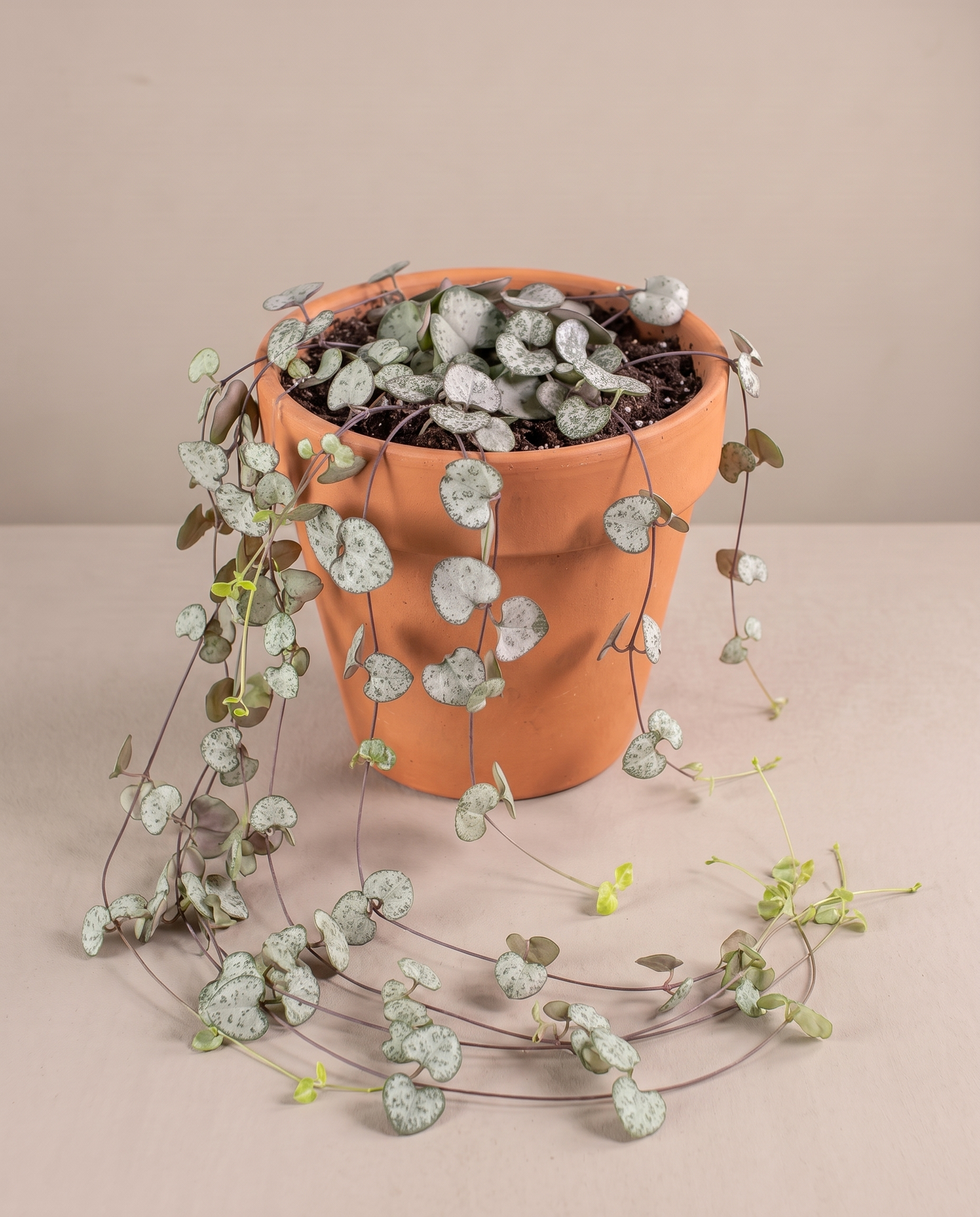 String of Hearts in a 5–6-inch grow pot, studio, trailing vine
