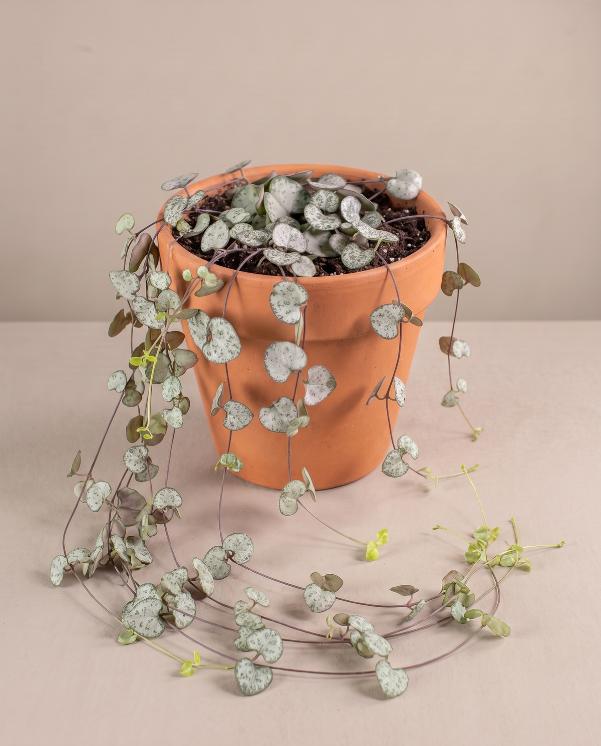 String of Hearts in a 5–6-inch grow pot, studio, trailing vine