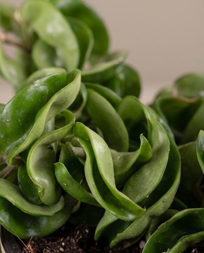 Hoya Hindu Rope curled waxy leaf close-up